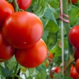 Zidni paradajz f1: recenzije, fotografije, prinos